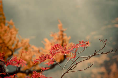 Red leaf on tree ,nature background.の写真素材