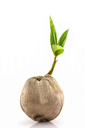 Young sprout of coconut tree grown-up on white background.の写真素材