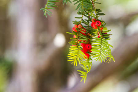 Red seed, Pine tree cones on pine tree, nature background.の写真素材