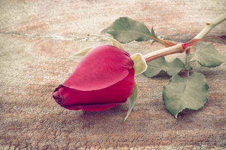 Close up Red rose on wood background.の写真素材