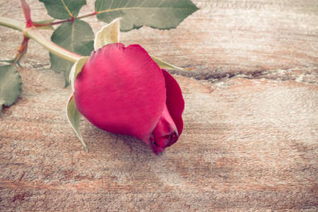 Close up Red rose on wood background.の写真素材