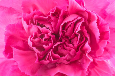 Pink carnation flower on texture background.の写真素材
