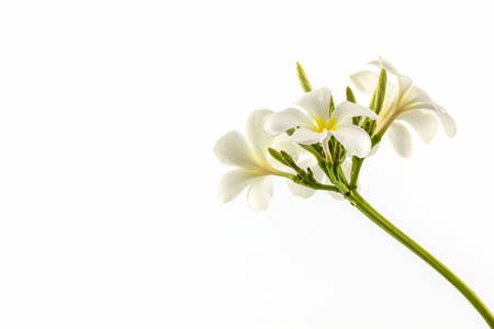 Plumeria or frangipani blossom isolated on white background.の写真素材