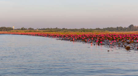 Pink flower of water lilies on the lake (unseen in Thailand).の写真素材