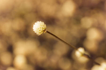 Close up Grass flower,beautiful nature background.の写真素材