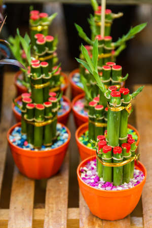 Young sprout of Ribbon dracaena tree grown-up, Lucky bamboo, Belgian evergreen, Ribbon plant .の写真素材