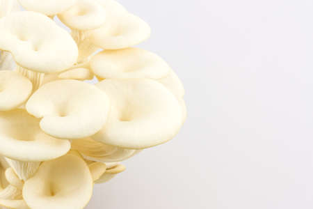 Oyster Mushroom growing on the bottle on white background, agriculture.の写真素材