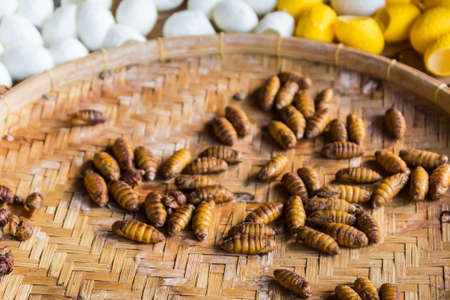 Yellow chrysalis silkworm ,silk worm cocoon,the process, bringing silks to silk.の写真素材