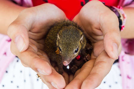 Close up young squirrel holding on hand.の写真素材
