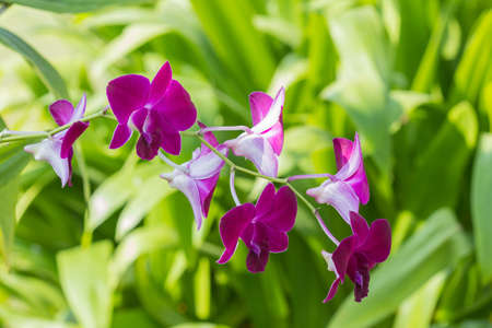 Beautiful purple orchid flower on tree, tropical plants.の写真素材