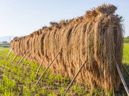 Rice field with stacks during autumn,agriculture in Japan.の写真素材