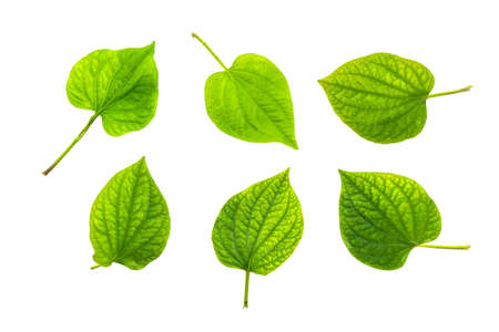 Wildbetal Leafbush (Piper sarmentosum Roxb.) Herbal and medicine isolated on white background. Top view.の写真素材