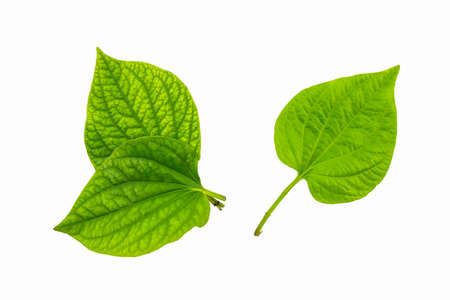 Wildbetal Leafbush (Piper sarmentosum Roxb.) Herbal and medicine isolated on white background. Top view.の写真素材