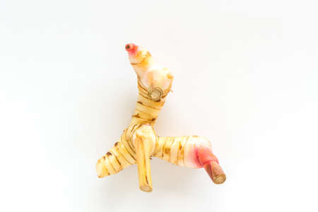 Galanga (Alpinia galanga (L.) Willd) on white background.の写真素材