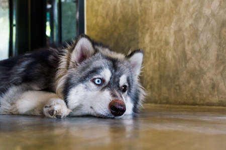 Close-up portrait of Siberian Husky dogs is lying.の写真素材