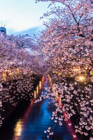 Sakura. Cherry blossom at Meguro Canal in Tokyo, Japan. at twilight.