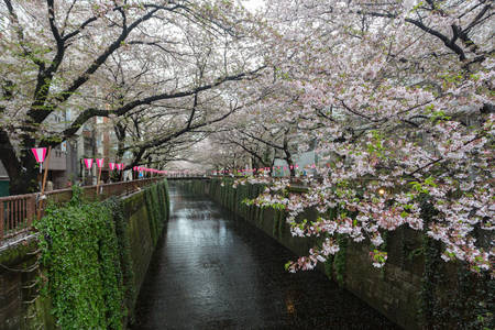 Tokyo, Japan - April 7, 2016: Nakameguro Canal this area is popular sakura spot in Tokyo with beautiful canal.のeditorial素材