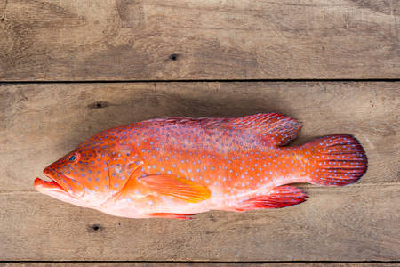 Blacktip grouper, Red-banded grouper on wood background.の写真素材
