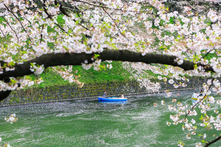 TOKYO, JAPAN - Mar 31 2016: Cherry blossom at Chidorigafuchi Park, Tokyo, Japan. a famous Tourist spot in Tokyo, Japan.のeditorial素材
