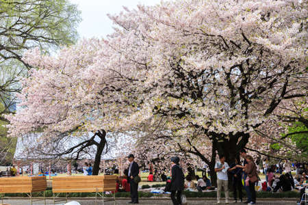 Tokyo, Japan - April 9, 2016: Shinjuku Gyoen National garden  in spring season with cherry blossom (Sakura). this area is popular viewpoint of sakura at Tokyo.のeditorial素材