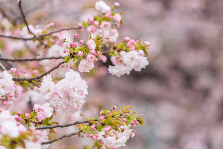 Cherry Blossom with nature background, Sakura season in Japan.