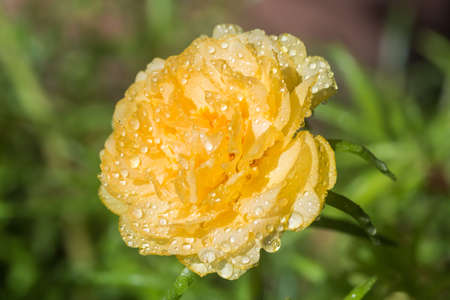 Yellow flower on nature background, Common Purslane, portulaca flowers, Verdolaga, Pigweed.