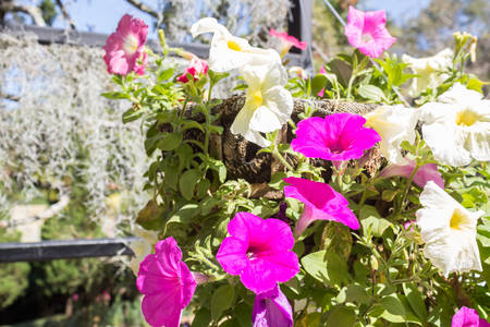 Multicoloured petunia flower in the garden (Petunia hybrida).の写真素材