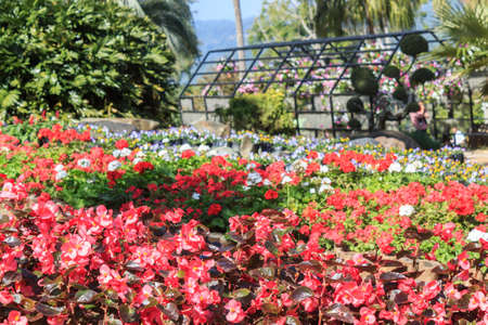Colorful flower in garden at north of Thailand.の写真素材