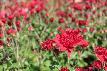 Rad chrysanthemum flowers in the garden at north of Thailand.の写真素材