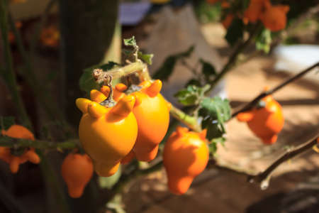 Nipple fruit ,Solanum mammosum,Titty fruit or Fox face in the in garden. の写真素材
