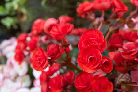 Red begonia flowers blooming in flower garden at north of Thailand.の写真素材