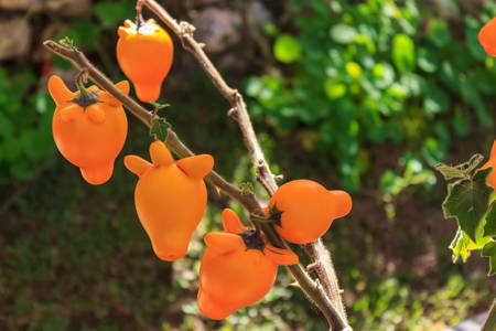 Nipple fruit ,Solanum mammosum,Titty fruit or Fox face in the in garden. の写真素材