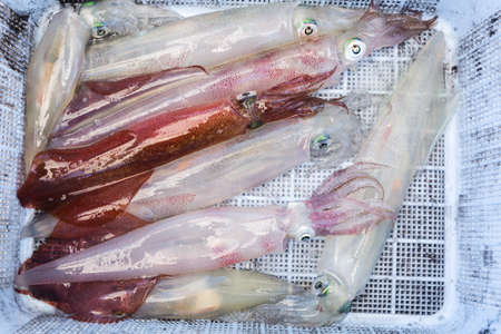 Close up of fresh squids in the basket. fresh seafood.