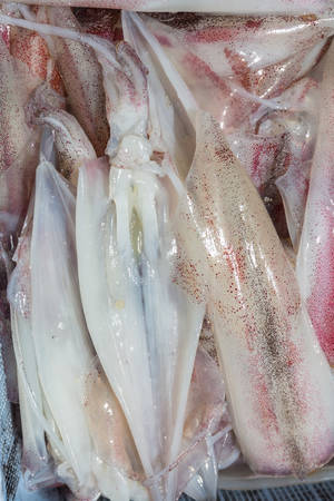 Close up of fresh squids in the basket. fresh seafood.の写真素材