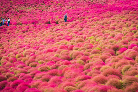 Kochia at Hitachi Seaside Park in autumn at Ibaraki, Japan.のeditorial素材