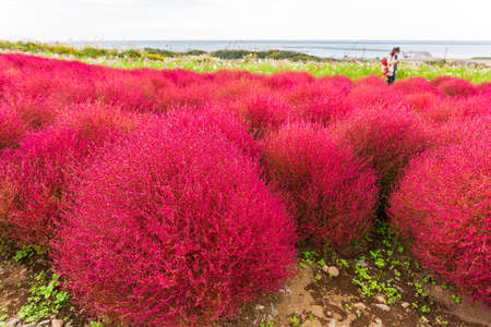 Kochia at Hitachi Seaside Park in autumn at Ibaraki, Japan.のeditorial素材