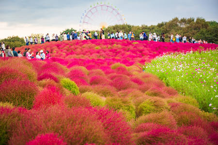 Kochia at Hitachi Seaside Park in autumn at Ibaraki, Japan.のeditorial素材