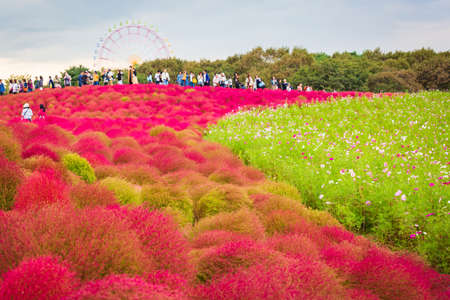 Kochia at Hitachi Seaside Park in autumn at Ibaraki, Japan.のeditorial素材