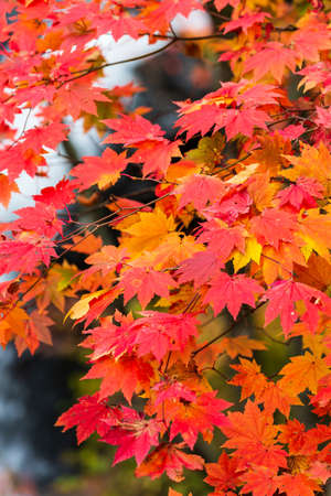 Colorful maple leaf in autumn landscape with bright colorful leaves.の写真素材