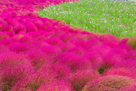 Kochia at Seaside Park in autumn at Ibaraki, .の写真素材