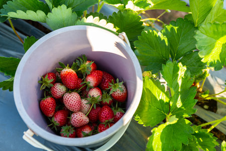 Fresh strawberries in the bucket at the garden.の写真素材