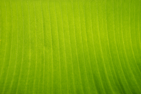Texture background fresh green Leaf.の写真素材