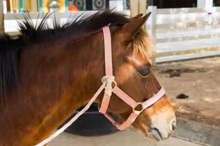 Portrait of a sports stallion. Riding on a horse. Thoroughbred horse. Beautiful horse.の写真素材