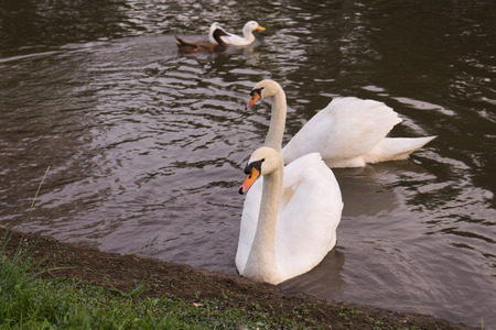 Beautiful young swans in lakeの写真素材