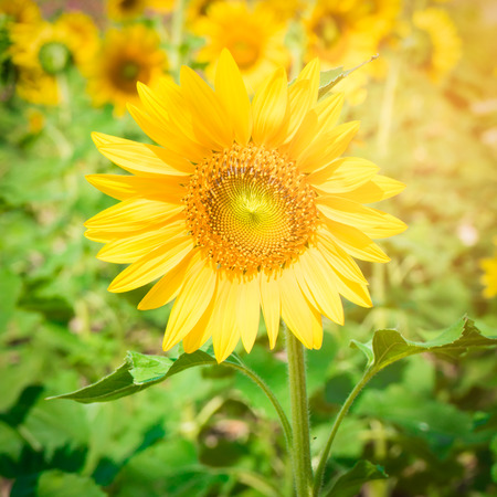 Sunflowerの写真素材