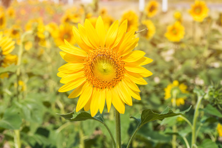 Sunflowerの写真素材