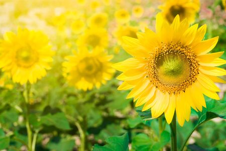 Sunflowerの写真素材