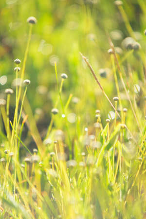 abstract blurred foliage and bright summer sunlight and a central copyspace for your textの写真素材