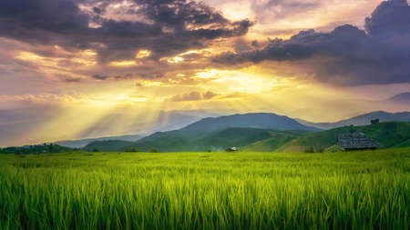 Rice fields on terraced of Baan Pa Bong Pieng Mae Chaem District, Chaingmai, Thailand. Thailand landscapes.の写真素材