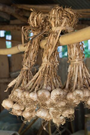 Hanging garlic on drying rackの写真素材